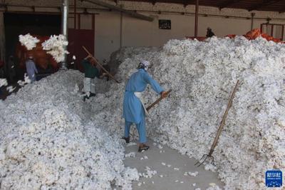 阿富汗:复工的棉花加工厂
